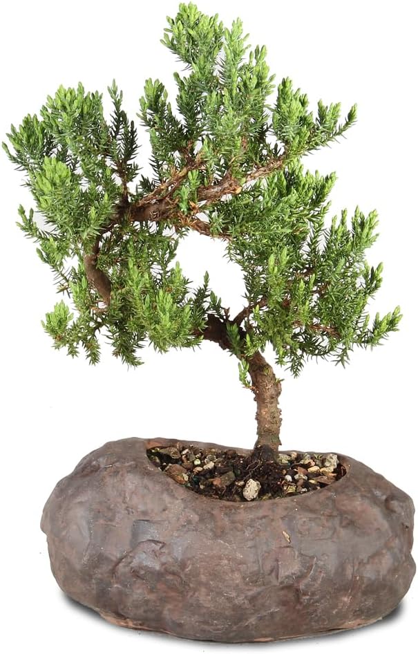 Brussel's Bonsai Live Green Mound Juniper Bonsai Tree - Medium, 5 Year, 6 to 10 Inches - Outdoor Bonsai Tree Live with Rock Bonsai Pot