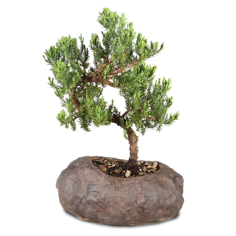 Brussel's Bonsai Live Green Mound Juniper Medium