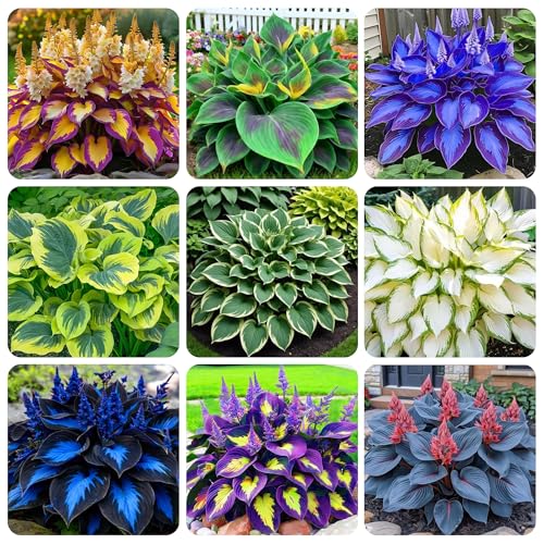 200+ Seeds Perennial Hosta Flower Seed for Planting Outdoors Garden Beauties