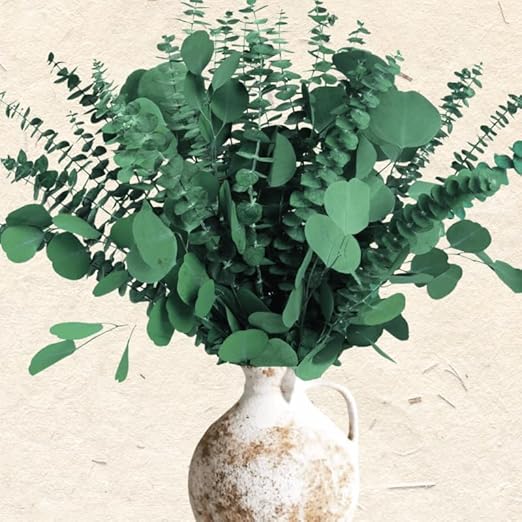 Paquete de 24 hojas secas de eucalipto y dólar plateado