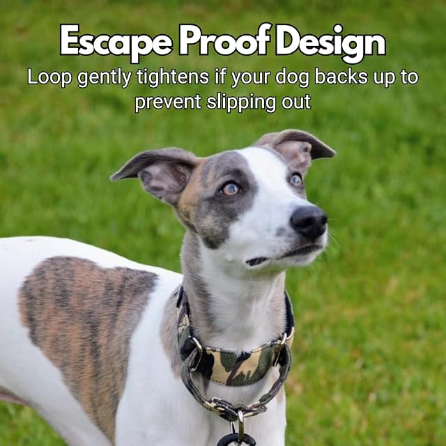 Foto 2 de 7 de Collar Martingala - Verde Oliva - Ideal para galgos, Whippets, Lurchers y todas las razas de Sighthound