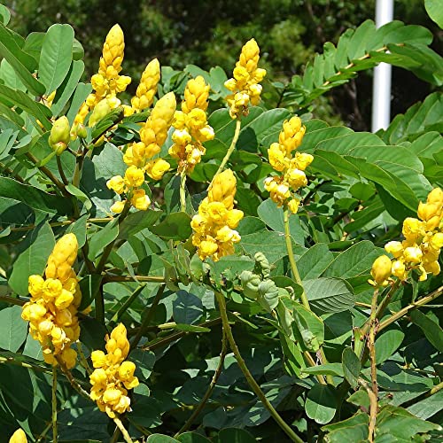 Cassia Alata Seeds Senna Alata Exotic Evergreen Shrub Perennial Deer Resistant Ornamental Bee-Attracting Rock Garden Border Landscape Outdoor 20Pcs By Yegaol Garden #TOP2