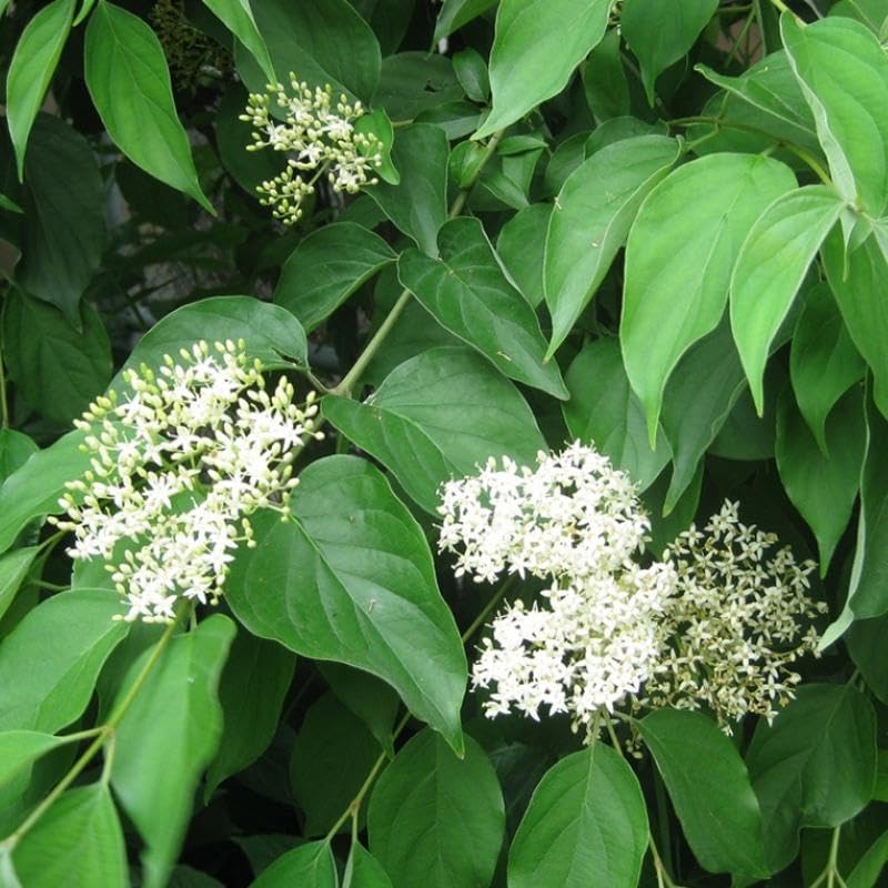 Cornus racemosa (Gray Dogwood, Northern Swamp Dogwood) Shrub Seeds, Small Creamy White Flowers, Beautiful Autumn Color, Seeds by MySeeds.Co, You Choose The Amount (1/4 LB)