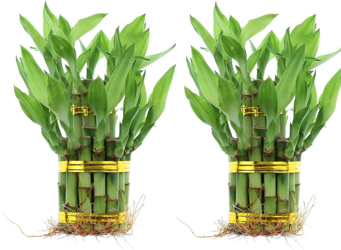 Guuchuu Lucky Bamboo 2 Layer Feng Shui Plant Combo of 2 plants (wihout jar) (Yellow) (B0CVHH1GXT) Amazon Price History, Amazon Price Tracker