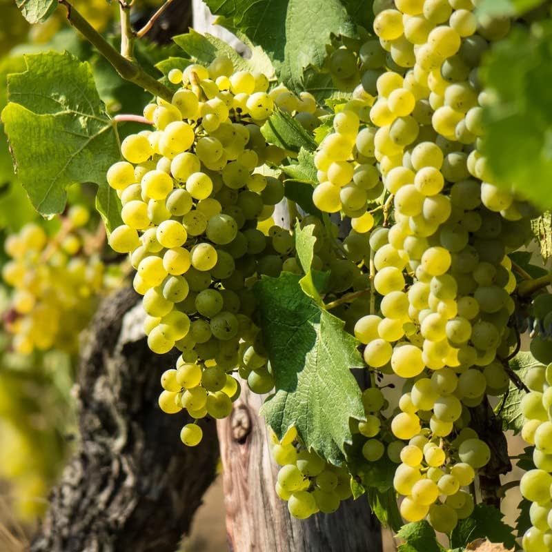 Green Grape Vine Plant1-2 Years Olds, Grape Plant Live for Planting, Sweet Grape Fruits Tree Live Plant, Large Bareroot