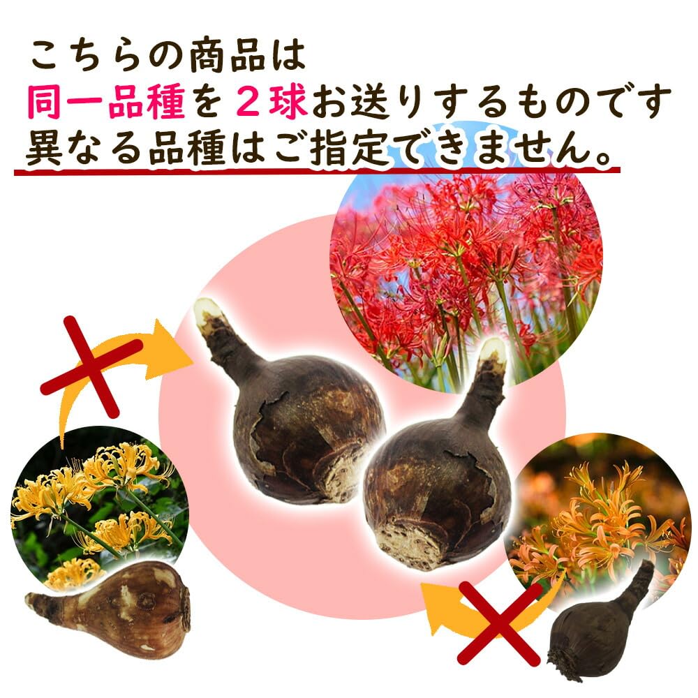 Amazon.co.jp: バタフライ咲き スイセン 球根 【5．ピンパーネル 】2