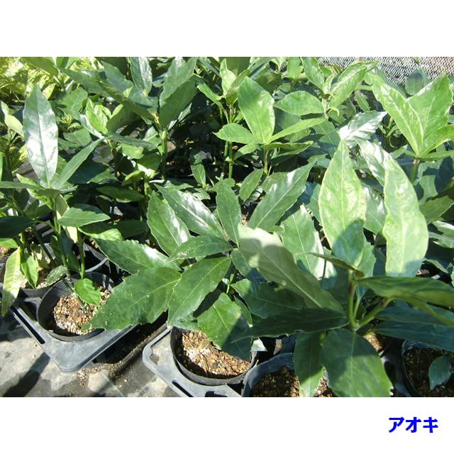 Amazon.co.jp: [10本 セット] クロアオキ (アオキ) 15.0p 10本 樹高