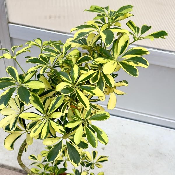 Amazon｜おしゃれ 観葉植物：シェフレラ ハッピーイエロー*7号 茶