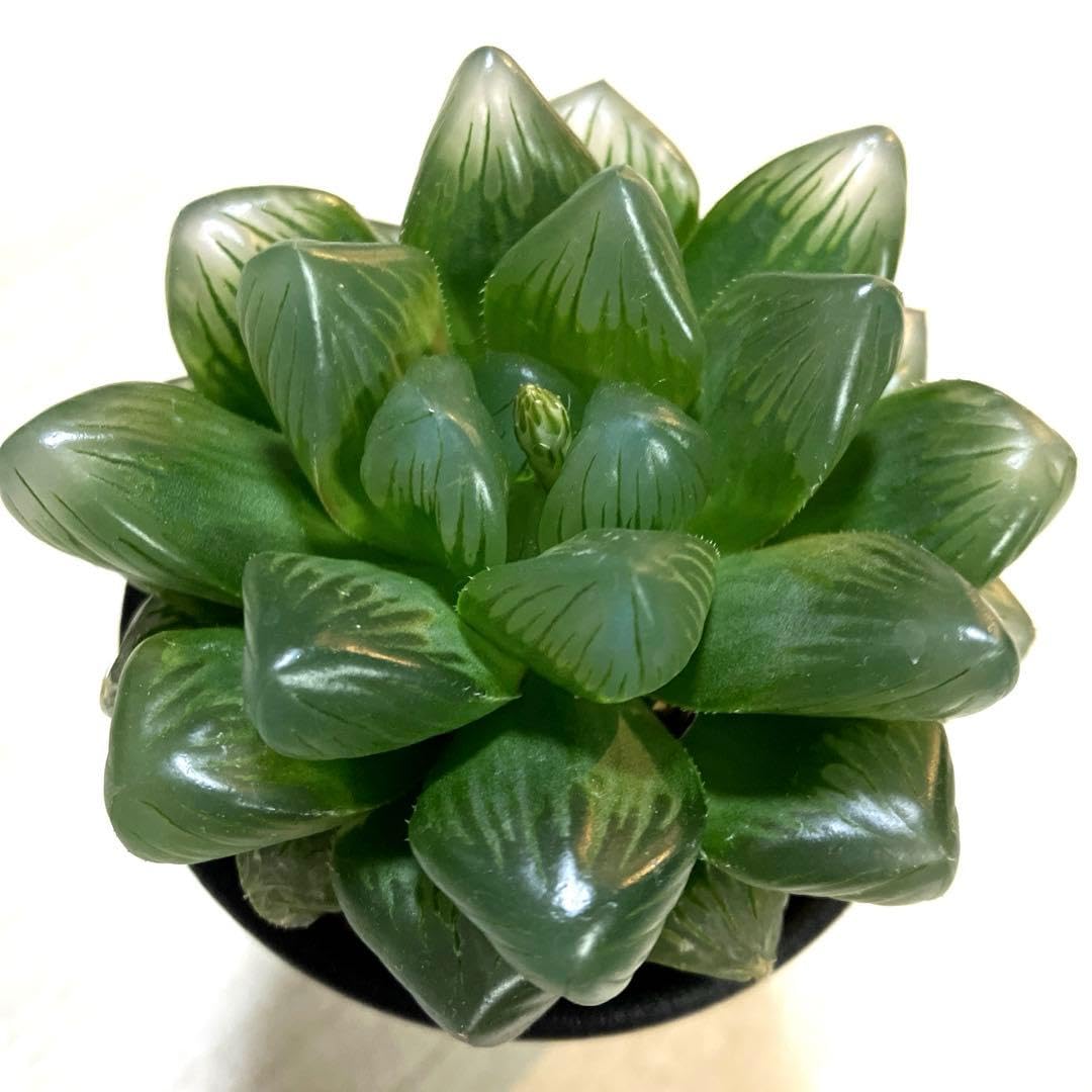 0195．多肉植物　ハオルチア　エメラルドLED錦×ベヌスタ交配種 Amazon.co.jp: 0025．多肉植物 ハオルチア エメラルドL E D交配種 : ホビー