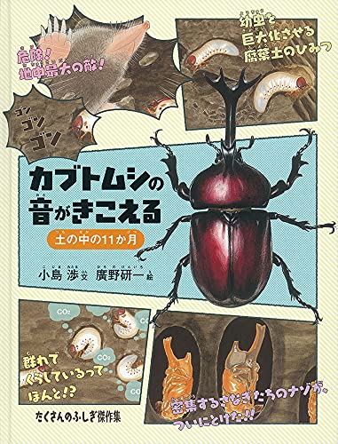 カブトムシの音がきこえる 土の中の11か月 (たくさんのふしぎ傑作集)