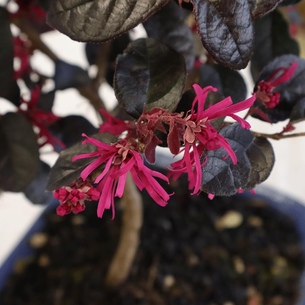 KENTIS Bonsai Loropetalum Echter Outdoor-Bonsai H 35-40 cm Topf Ø 21 cm
