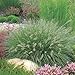 Produktbild 3 x Pennisetum alopecuroides 'Hameln' 1 Liter (Ziergras/Gräser/Stauden) Lampenputzergras