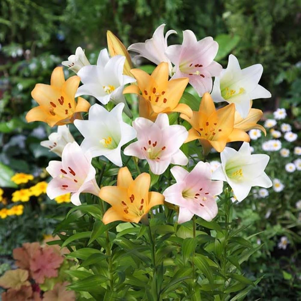 フォロー割実施中 OW100-1 白だけ大玉100球 ユリ球根