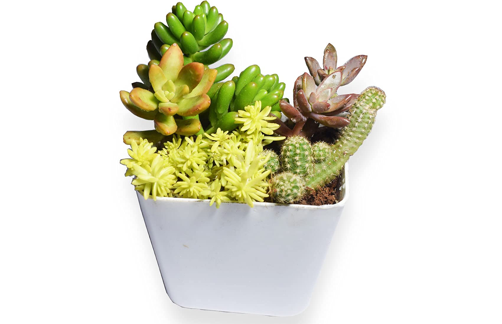 MVM e-comerce Succulent plant arrangement with white Plastic Pot for Living room, Indoor/outdoor garden, Windowsills Decor | Colour full 5 different succulent Plants Arrangements (Pot Size 15 cm 5) (B08T8CDZMT) Amazon Price History, Amazon Price Tracker