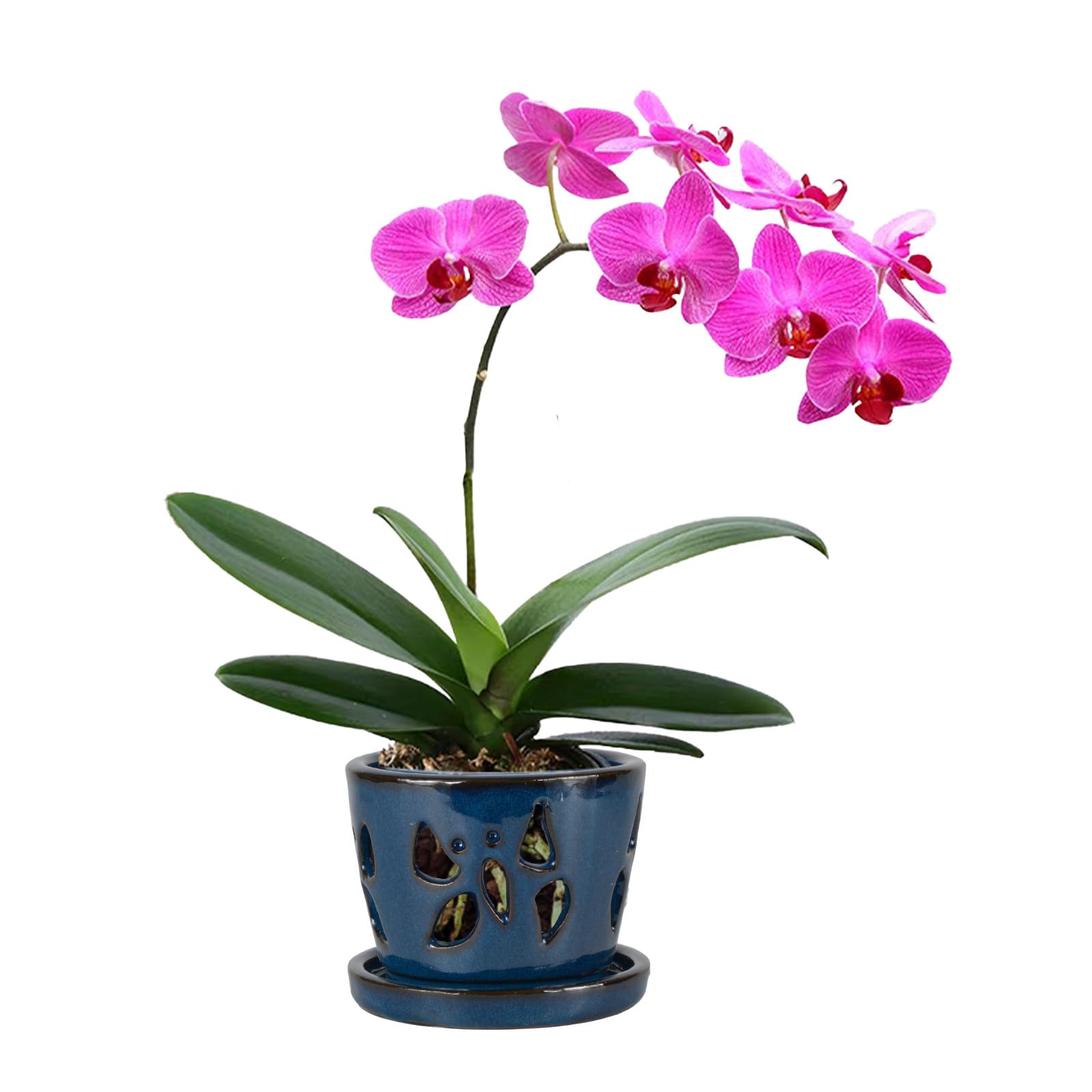 W&W Orchid Pot with Holes and Saucer Blue