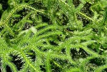 ヒカゲノカズラ　ご予約 ヒゲノカズラ1パック : 新店琵琶湖の苔ショップとらちゃん