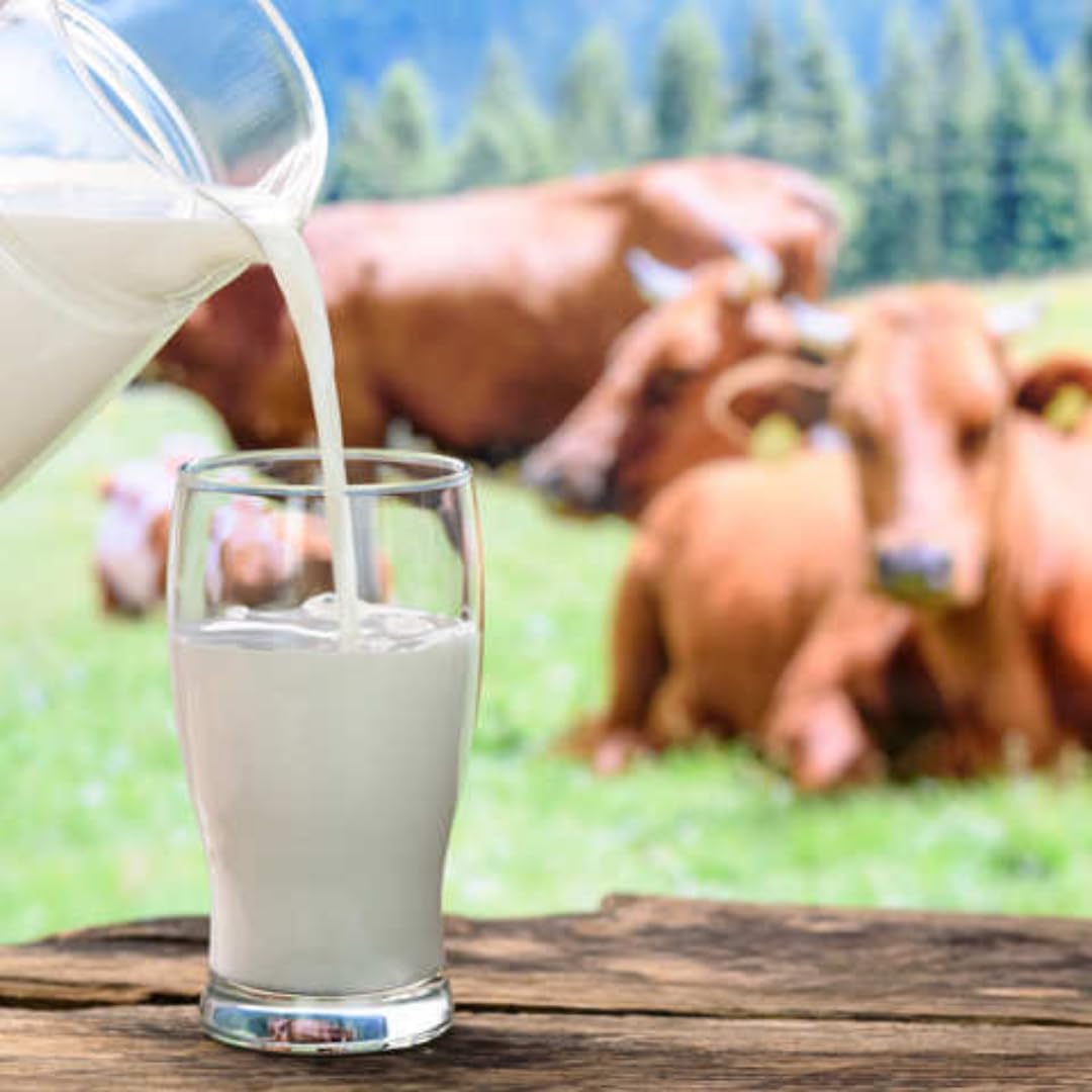 Mit Pufai Grocery Dehlwes Haltbare Milch H-Milch mit%3,8 Fett ultrahocherhitzt, homogenisiert 1000 Mililiter x 24 STÜCK