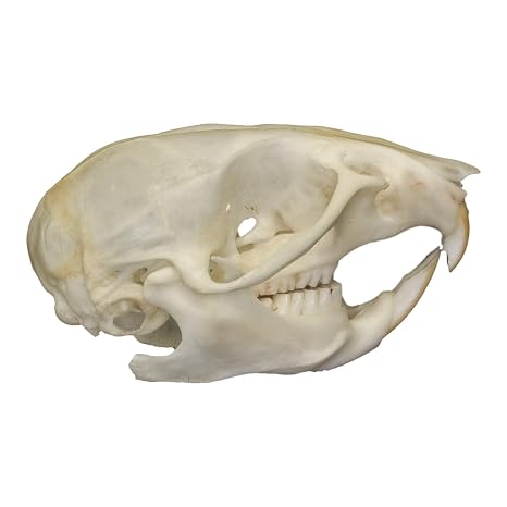 Skulls Unlimited Real Rat Skull Model Animals Specimen for Science Education B Quality Large