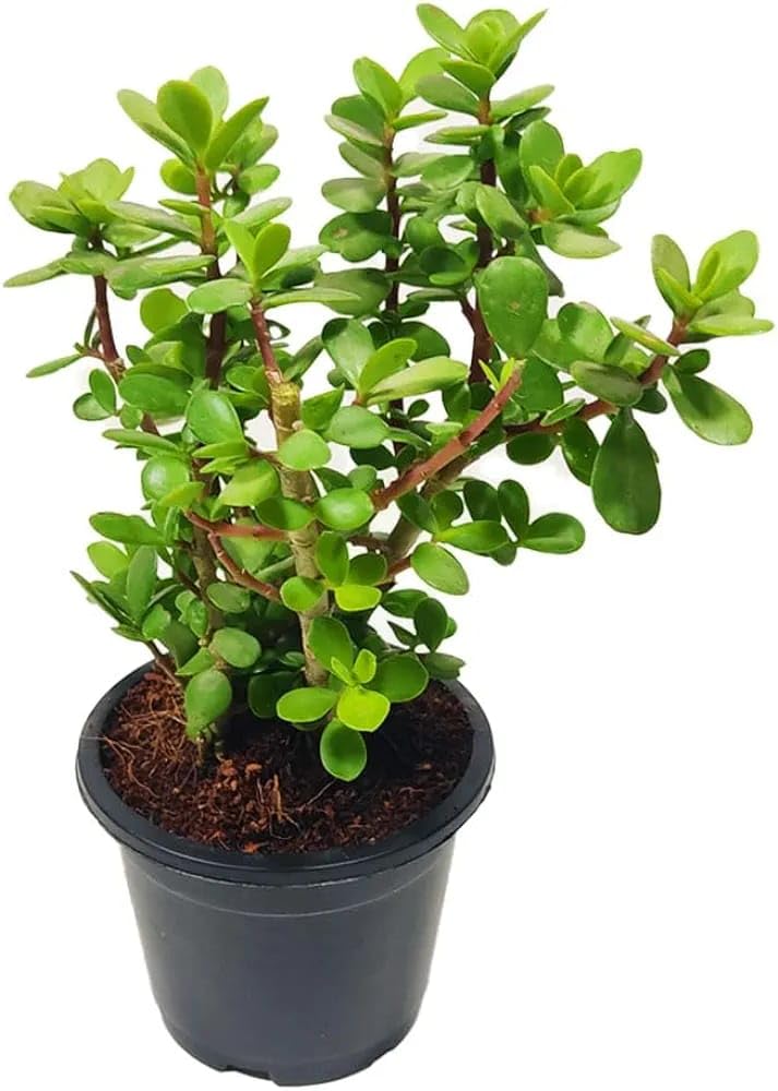 Jade Plant (Battan Bel) Live Plant - Indoor Succulent Pack of 1 with Pot | Hardy Elegance for Your Living Space | Live Indoor Houseplant (B0D8JN6GQ4) Amazon Price History, Amazon Price Tracker