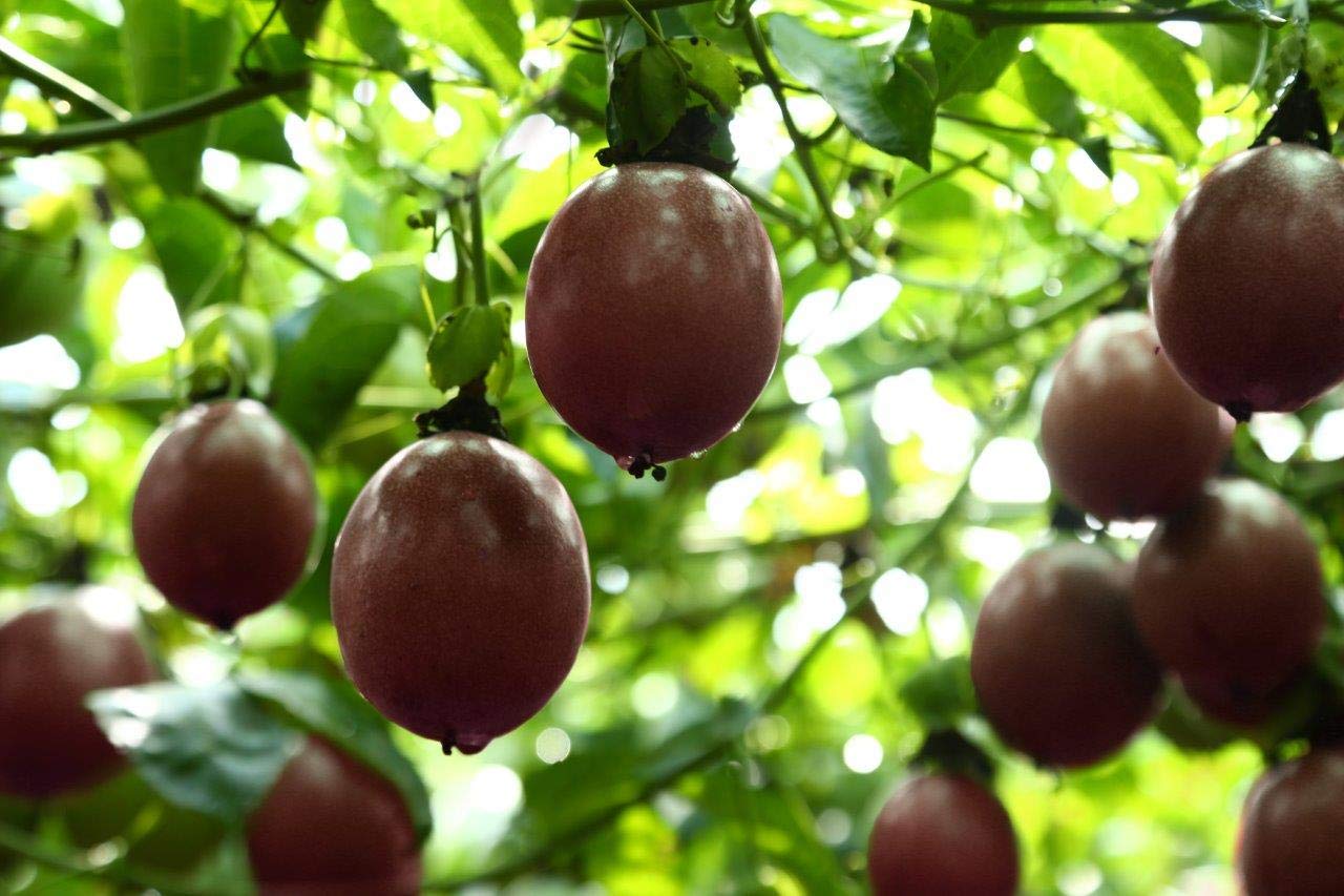 Naturally Delicious Dried Passion Fruit Maracuja 8-oz Bags, No Added Chemicals, No Added Colorings, No Preservatives, Made in Vietnam from fully mature fruits (8 oz)…