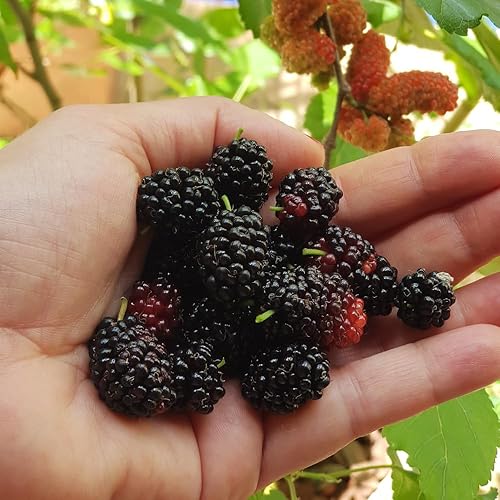 Miniatura 4 de Planta viva de morera negra, plantas de morera perennes de Illinois para plantar árboles frutales en interiores y exteriores