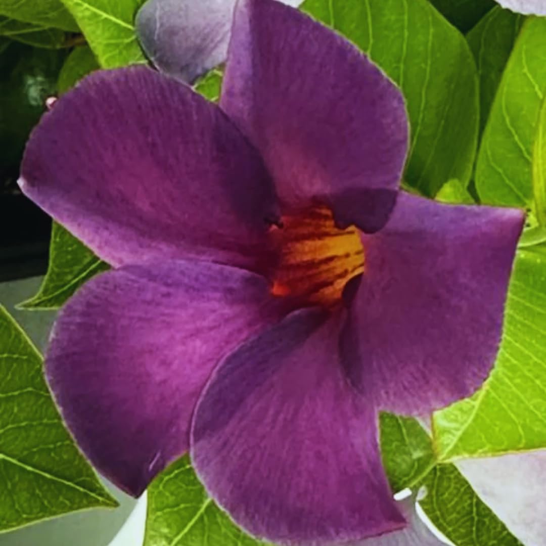 Mandevilla Live Plant, Purple Mandevilla Flower Plants, 10 to 12 Inches Tall, Live Mandevilla Plant Outdoors