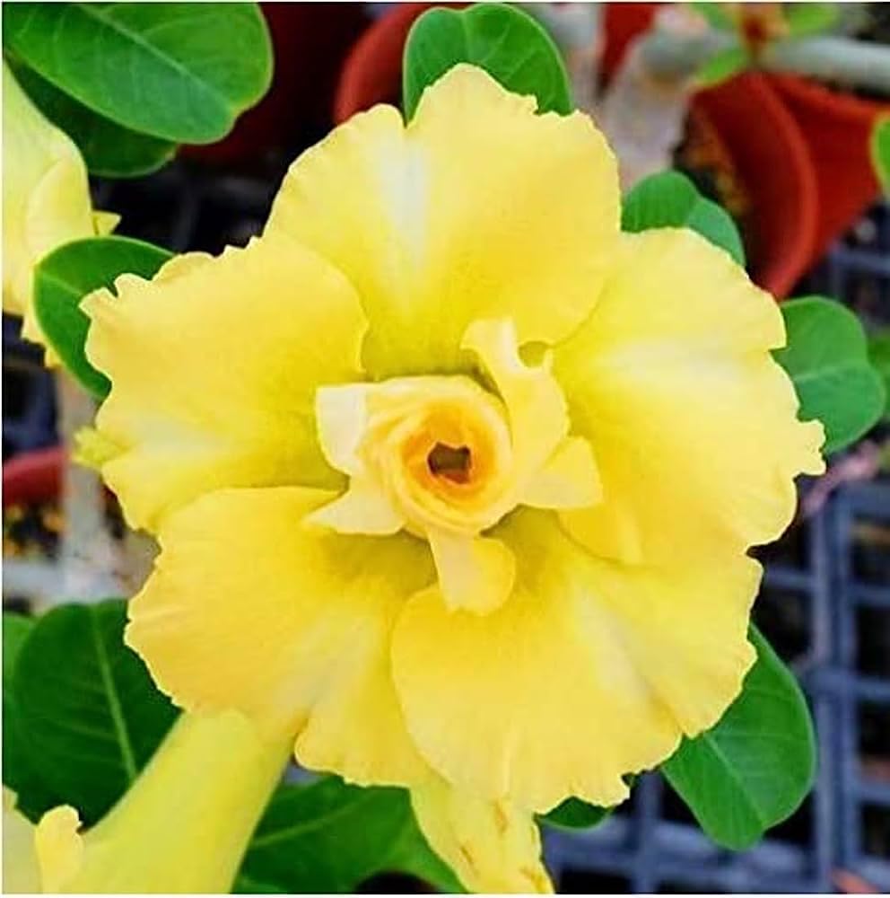 Adenium Pure Yellow Flower Plant Pack of 1 For Home & Office Decoration Pot Inside (B0CSFJLXP1) Amazon Price History, Amazon Price Tracker