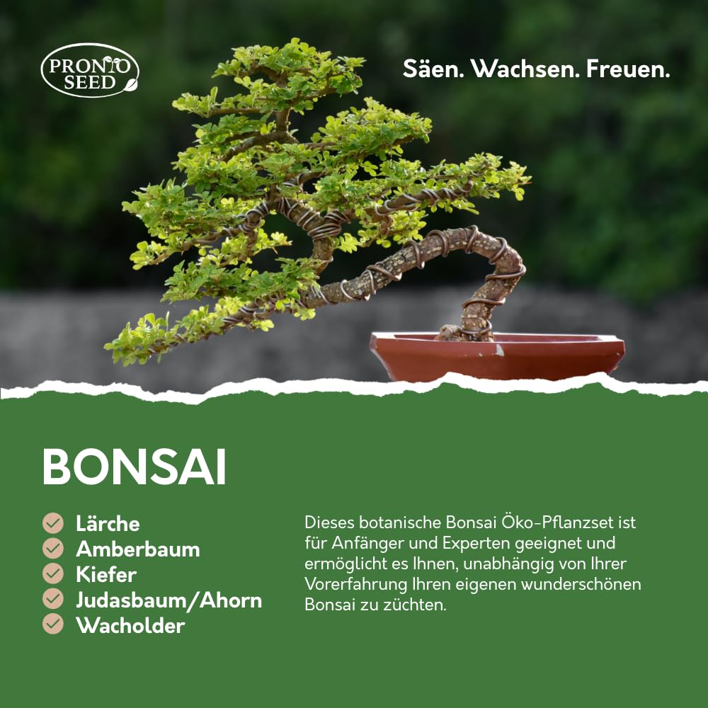 Pronto Seed – Kit zum Züchten eigener Bonsai-Bäume mit 5 Sorten Bonsai-Samen – Set für Indoor-Anzucht mit nachhaltiger Verpackung – Geschenk für Mann, Frau – anfängerfreundlich (Bonsai-Kit)