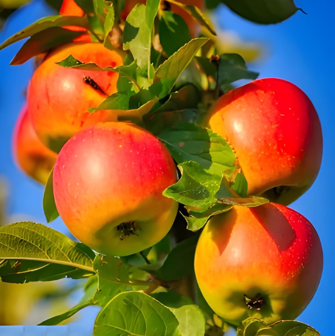 Oxiflora HRMN-99 GRAFTED APPLE PLANT/Live Apple plant especially for Hot Climate/Hot Weather-From Shimla-Himachal Pradesh (HRMN-99 Apple Plant) (B0CR1KLFYM) Amazon Price History, Amazon Price Tracker