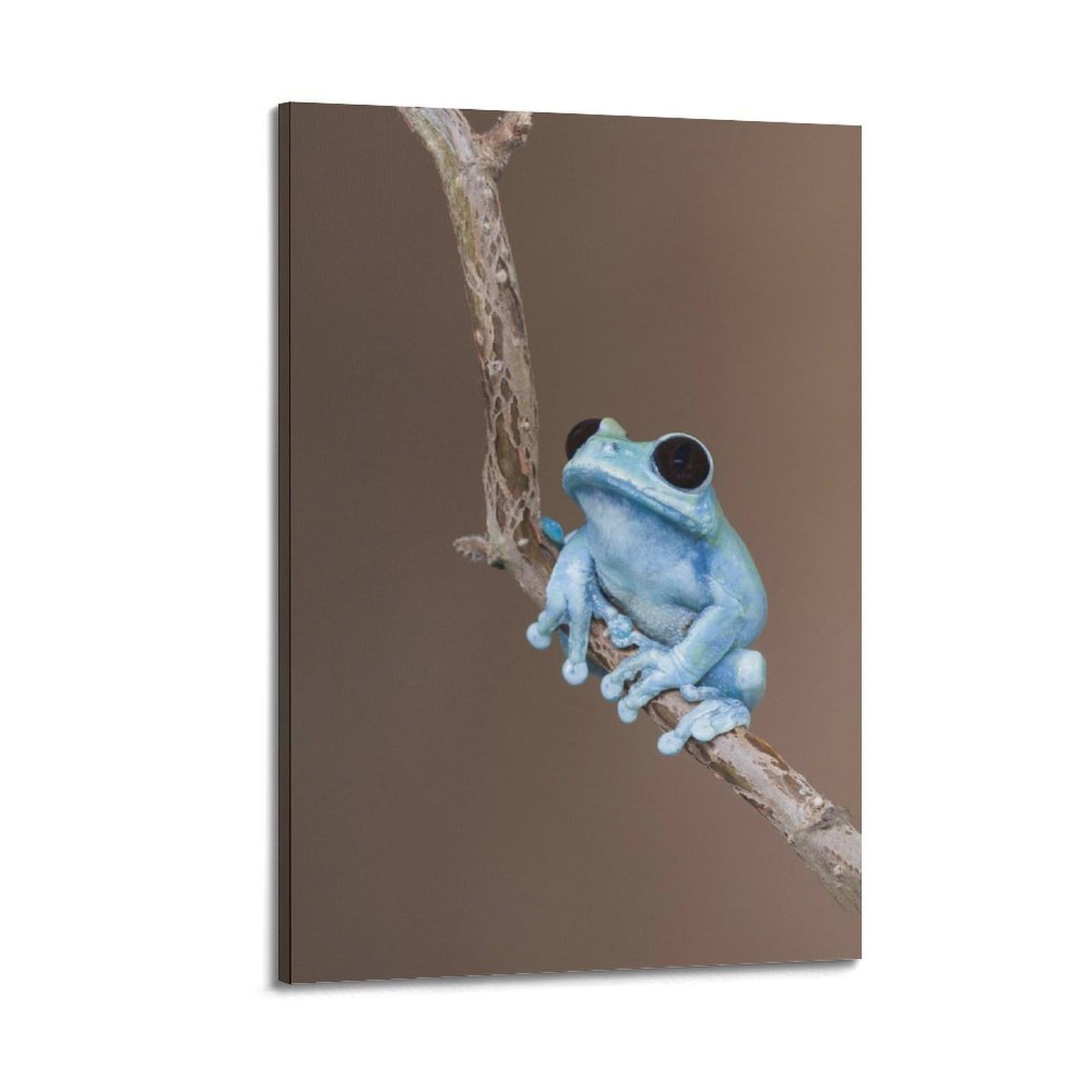 XKUGA Australian Amphibian Poster Botanical Vintage Tree Frogs Modern Decorative Canvas Prints - Ideal Wall Art for Family, Man Cave, Game Room, Boys & Girls Bedroom 16x24inch(40x60cm)