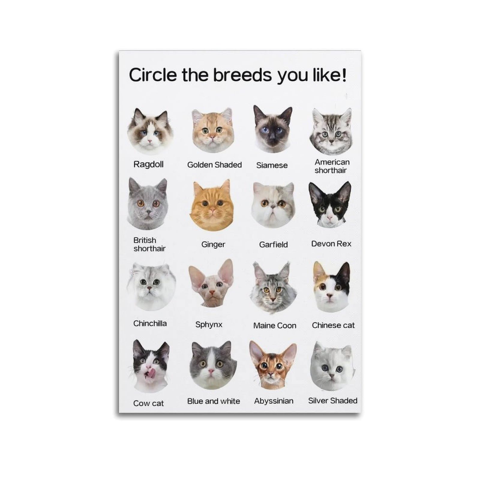 ESTE Cute Animal Poster Breeds of Cats Decorative Painting Canvas Modern Art Picture 24x36inch(60x90cm)