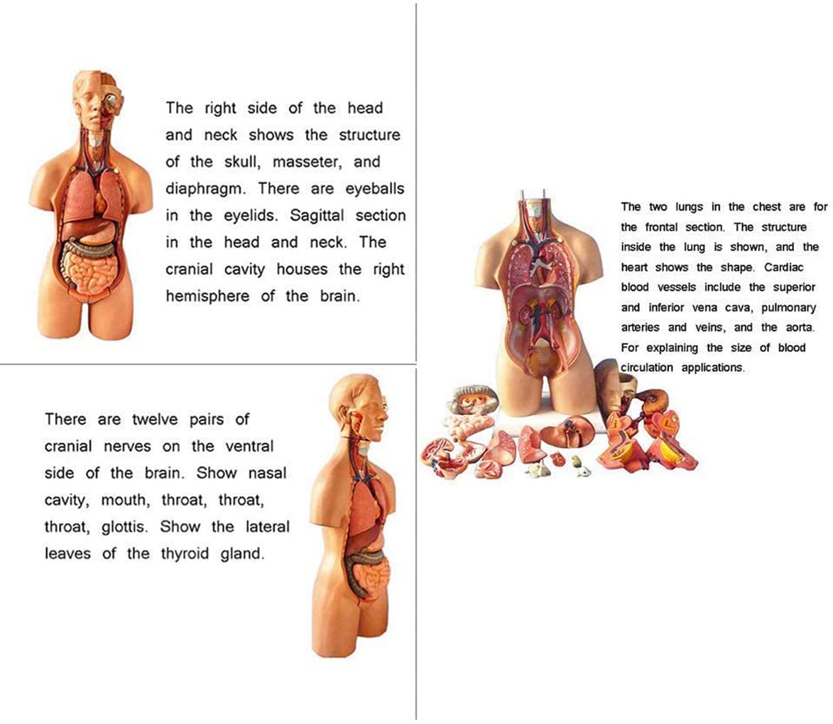 Modelo de anatomía del torso humano con órganos internos, cavidad torácica para educación y enseñanza