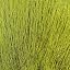 Yellow Olive