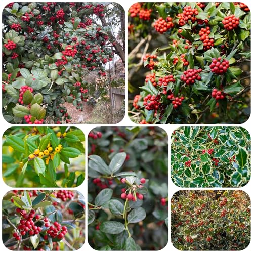 semillas de Ilex- seto Plantas medicinales jardín árboles resistentes al invierno plantas exóticas para exterior flores de arbustos 350pcs