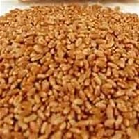 Vista 4 de Hierba de trigo rojo duro sin OMG, brotes germinantes de hierba de trigo Microgreens. (4 onzas de semilla pura). Marca Country Creek LLC.