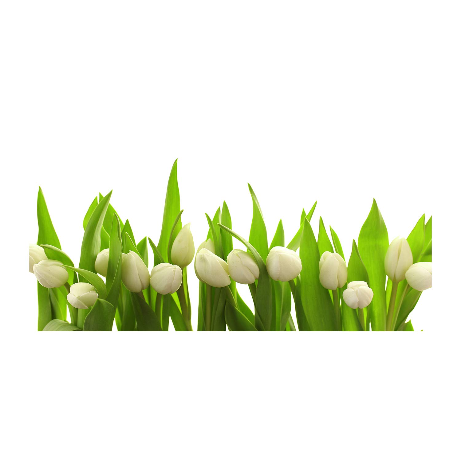 Tableau photo décoratif de tulipes pour votre cuisine et salon moderne