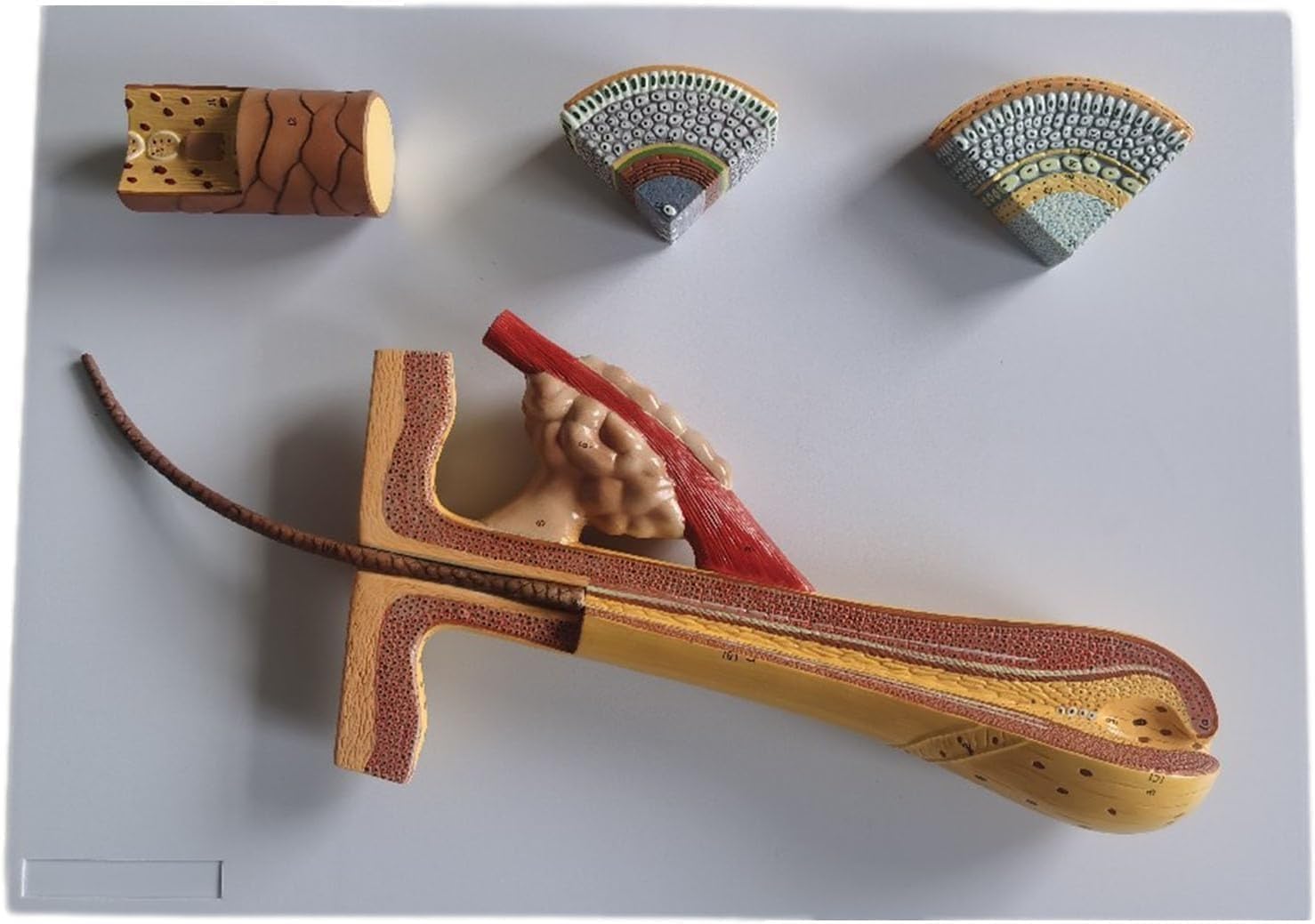 Model Do Nauki Anatomii Mieszka Włosowego Człowieka – Powiększenie 700X, Dermatologia, Przeszczep Włosów, Pomoce Kosmetyczne – 4 Części, Model Medyczny Do Celów Edukacyjn