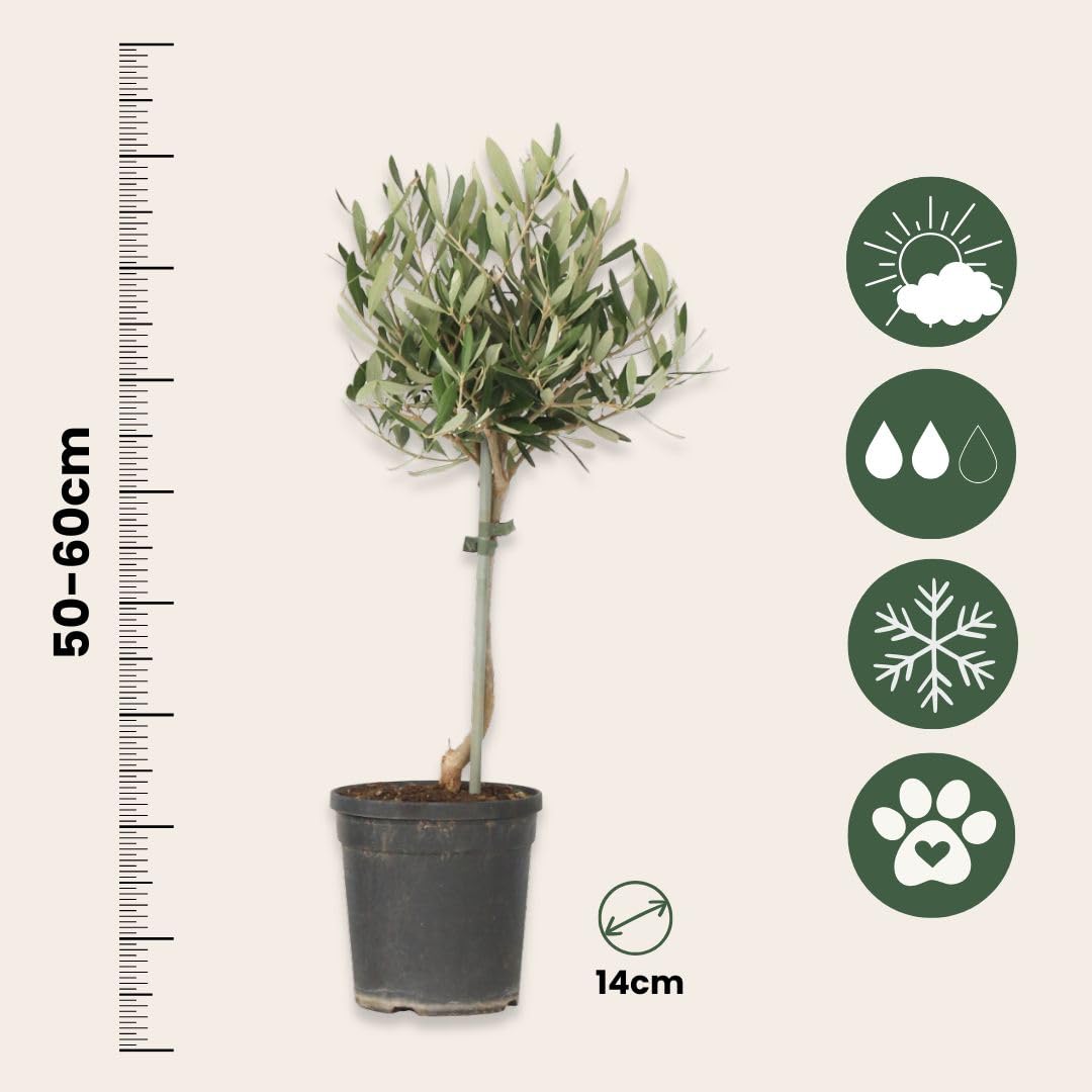 Olea Europaea Olivier exterieur Set de 2 Pot 14cm Hauteur 50-60cm