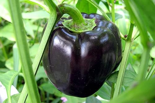 Semillas de pimiento dulce negro para plantar más de 25 semillas Capsicum Annuum Semillas de pimiento dulce para huerto