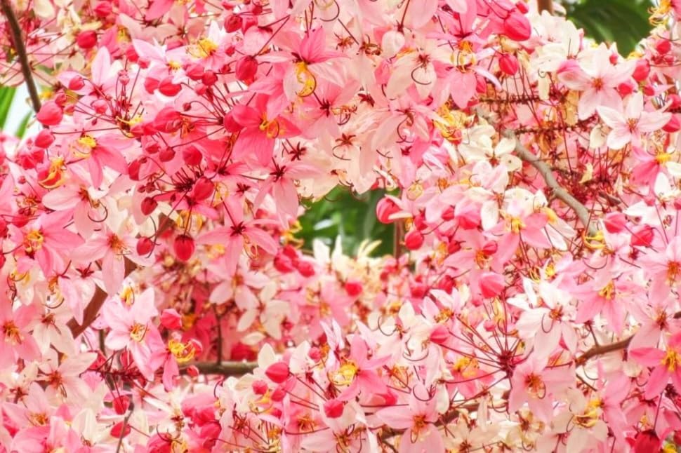 Miniatura 7 de 25 semillas de árbol de lluvia rosa, Cassia Bakeriana, árbol de ducha arcoíris de flor de manzana