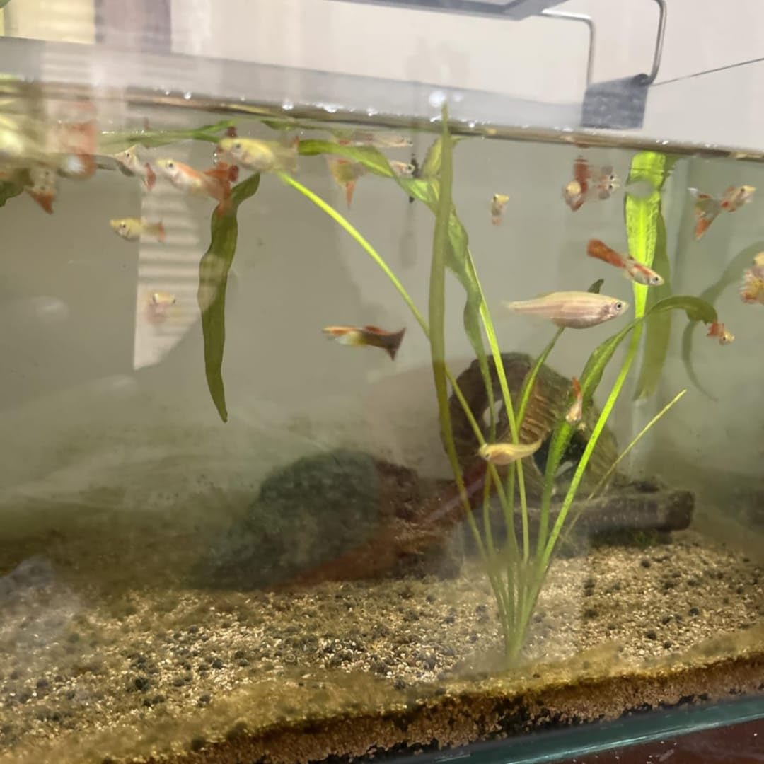 Sri Lanka Aponogeton Crispus Bulbs|Wavy Leaf Live Aquarium Plant Bulbs|Great For Aquascaping And Natural Fish Tank Setup (Pack Of 5 Bulbs)