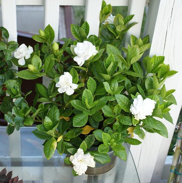 Mphmi Season Flowers Rose Gardenia, Ananta - Plant (B0CG4J8CMV) Amazon Price History, Amazon Price Tracker