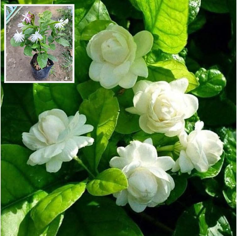 All Time Jasmine/Jui/Mograi Flowers Plant (B0CZSDYTHR) Amazon Price History, Amazon Price Tracker