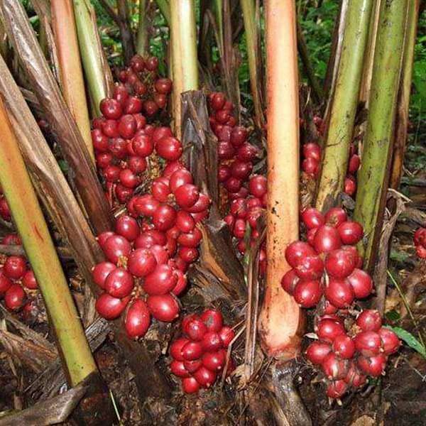 Mphmi Plant NCR Live Badi Elaichi, Black Cardamom - Plant (B0CGP1XMRS) Amazon Price History, Amazon Price Tracker