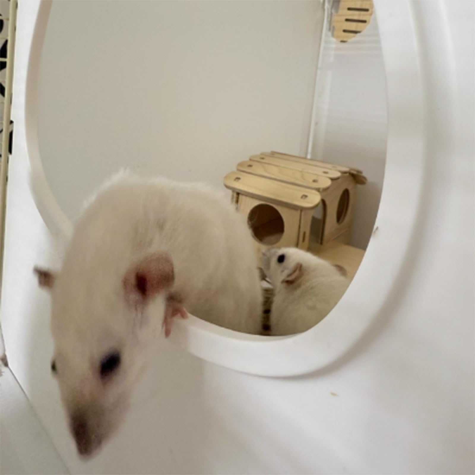 Gabbia per conigli e furetti, con ruote, per interni ed esterni, box per piccoli animali, spaziatura durevole, porte anteriori, bottiglia d'acqua, nido di erba