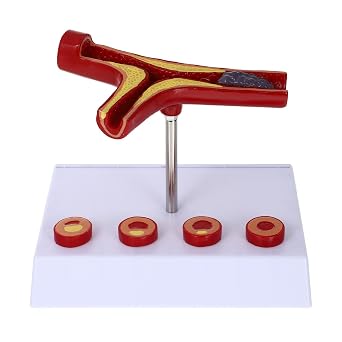 Cardiovascular Model 7In Human Blood Vessel Anatomical Model for Medical Education and Anatomy Physiology Study