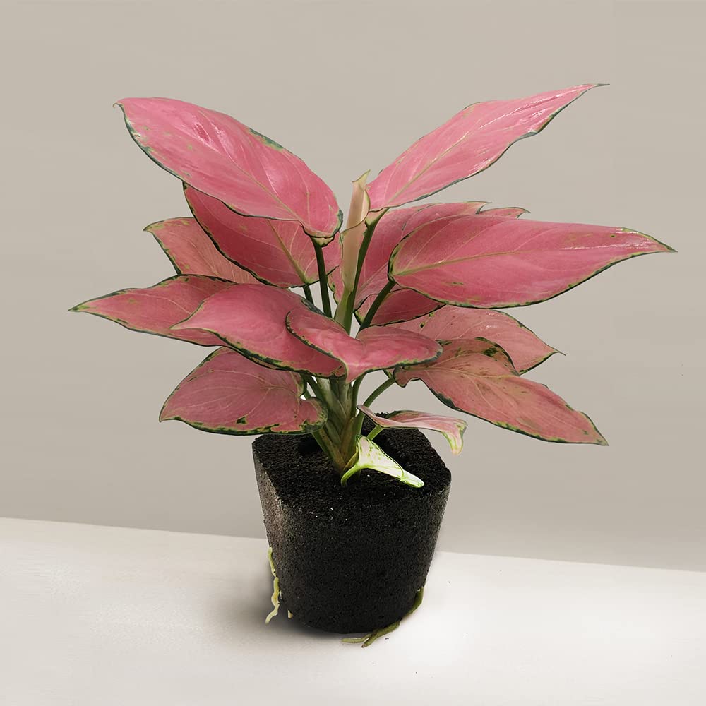 Live Root Live Aglaonema Red Natural Live Plant Aglaonema Live Plant With Pot