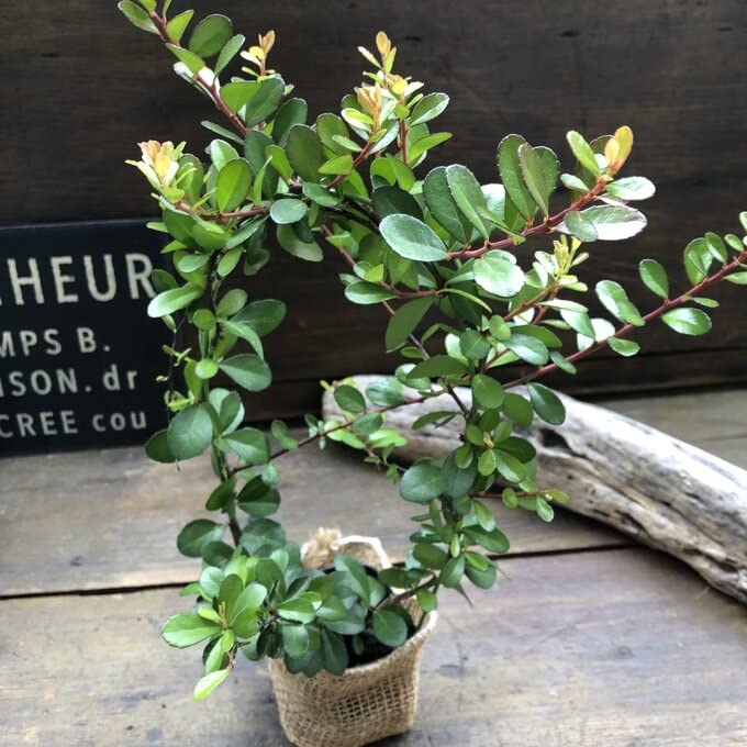 Amazon.co.jp: ハリツルマサキ ハートのなる木 ハートツリー 毎年