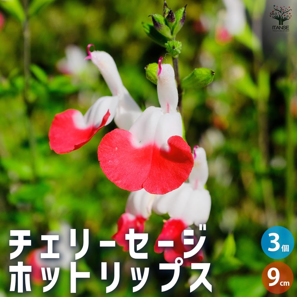 チェリーセージ　ホットリップス　3.5寸ポットごと3個　6セット苗　植物 Amazon.co.jp: ITANSE チェリーセージ ホットリップス 3号 3個