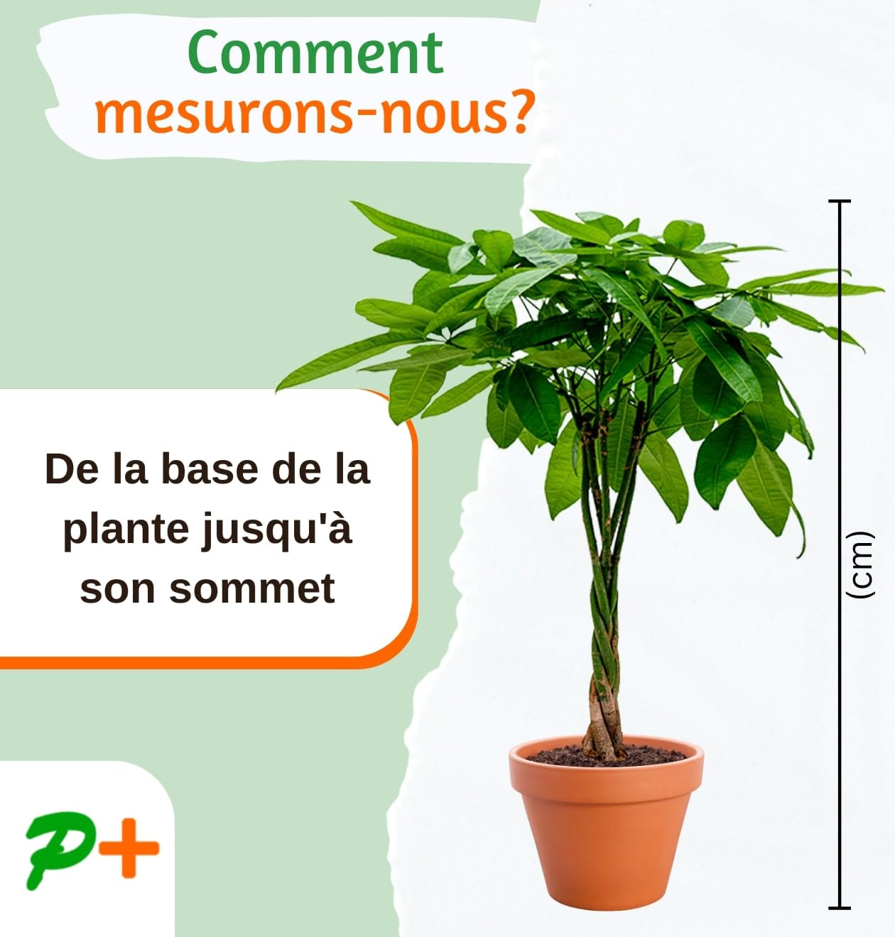 Lot de 4 plantes “Pet Friendly”, +/- 30–60 cm, ø 12–15 cm pot, Palmier d’intérieur, Bananier, Arbre à monnaie, Calathea, non toxique & sans danger pour les animaux